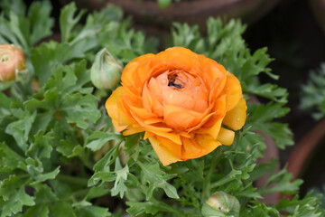 Beautiful Orange ranunculus flower growing in an outdoor flower garden. ranunculus flower closeup, Orange blooming flower, Closeup shot of a beautiful blossoming ranunculus in field