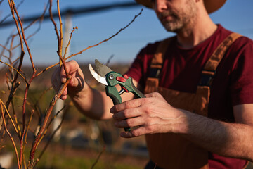 Male gardener with pruning shears working in a blueberries organic farm.