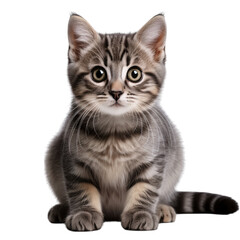 Obraz premium Adorable grey tabby kitten sitting pretty a cute little cat posing for a photo against a transparent background
