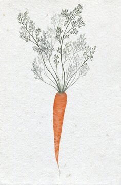 carrot on textured paper