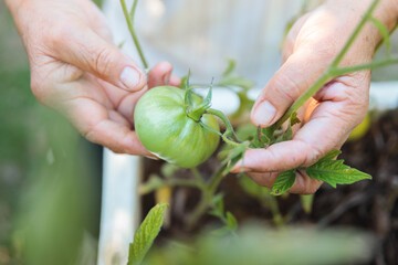 Farmer holding unripe green tomato in vegetable garden