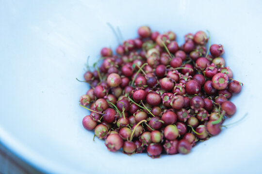 Freshly picked murtilla berries resting in a bowl
