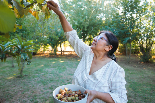 Mature woman harvesting hazelnuts in her lush green orchard
