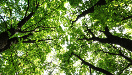 Fototapeta premium Branches of Beautiful Trees with Green Leaves Outdoors, Bottom View