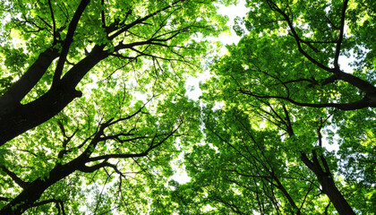 Branches of Beautiful Trees with Green Leaves Outdoors, Bottom View