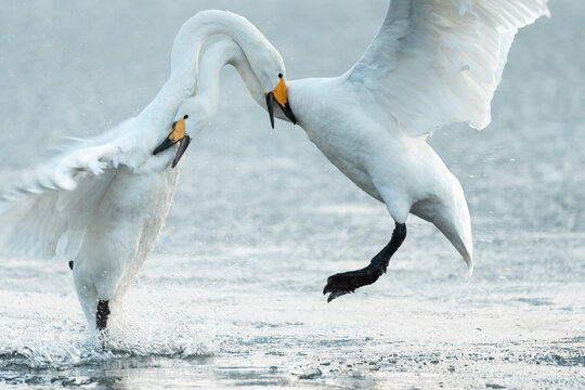 Whopper Swans Fighting At Lake Kussharo, Hokkaido, Japan  