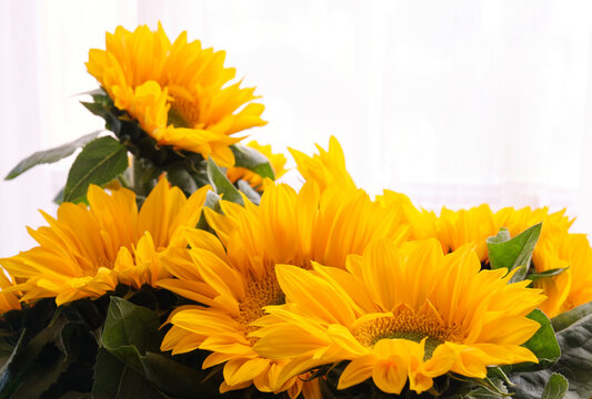 Closeup of bouquet of many sunflowers on White curtain background 