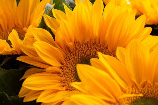 Close up of sunflower flower stamens on dark background indoors