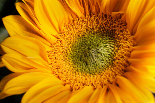 Close up of sunflower flower stamens on dark background indoors