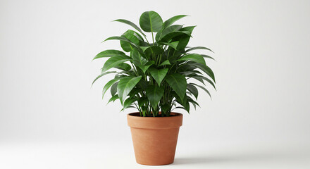 Lush Green Plant Grows Vigorously in Terracotta Pot on White Background Studio Shot
