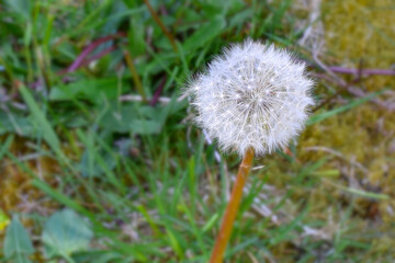 Obraz premium *Nature's Whispers: The Dandelion's Tale*