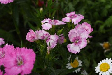Obraz premium Sweet flora william blooming petals pink flowers background, Dianthus barbatus, beautiful Dianthus flower closeup in garden, pink Dianthus flower, pink flower, dianthus blooming in garden, closeup