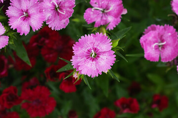 Obraz premium Sweet flora william blooming petals pink flowers background, Dianthus barbatus, beautiful Dianthus flower closeup in garden, pink Dianthus flower, pink flower, dianthus blooming in garden, closeup