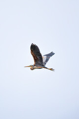 Purple Heron (Ardea purpurea) flying or gliding in the blue sky. Bird, animal idea concept. Alone Purple Heron is migrating. Ornithology. Nature. Wildlife. No people, nobody. Vertical photo. Grainy.