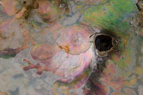 Closeup photograph marine bivalve mollusc Haliotis iridescent colors