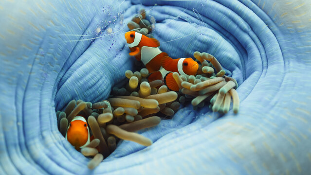 anemone symbiosis
