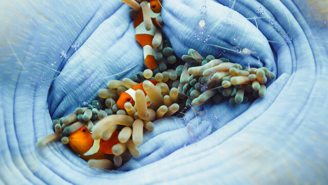 anemone symbiosis