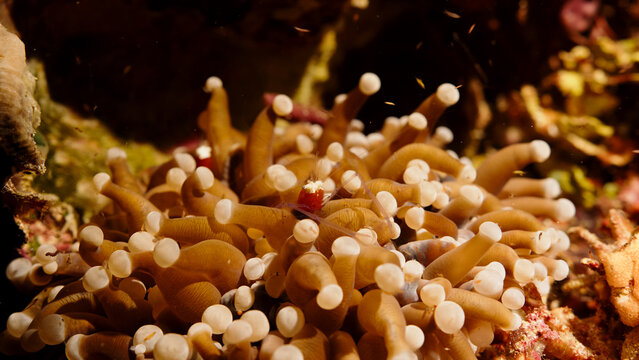 mushroom coral shrimp hiding in anemone - Powered by Adobe