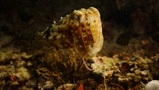 Cuttlefish at night diving