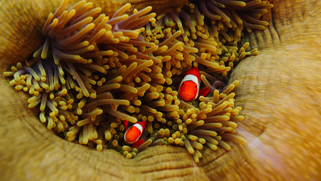 Clownfish hiding in anemone