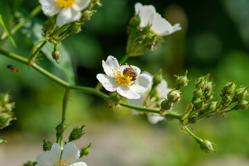 初夏の日差しが眩しい時期　花の蜜を吸いにくる蜂
