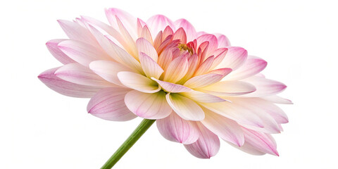Fototapeta premium flowers isolate white background with clipping-path