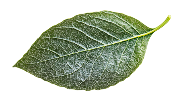 Leaf vein structure detail, foliage pattern, cut out transparent