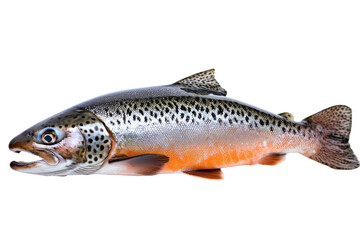 Obraz premium A sleek trout on a dark void orangeflecked and ready to leap