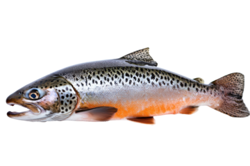 A sleek trout on a dark void orangeflecked and ready to leap