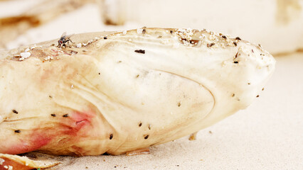 Close-up of dead shark, blacktip, carcharhinus limnbatus, on a beach, environmental conservation