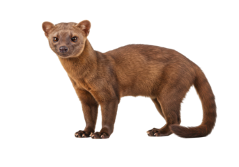 A fossa stands in profile its fur a rich brown against a black backdrop
