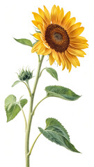 sunflower isolated on white background