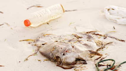 dead fish on beach, plastic water bottle and bag pollution, maggots feeding on decaying animal flesh