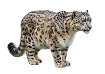 A majestic snow leopard stands its patterned fur a blend of tans and grays against the black