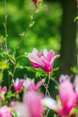 Obraz premium Colorful magnolia flowers blooming in a vibrant spring garden
