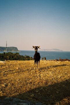 Horned goat on the seashore