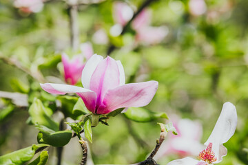 Fototapeta premium Magnolia flowers bloom in a vibrant garden during spring season