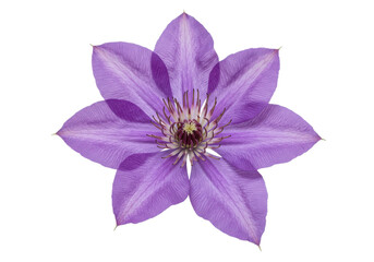 A lilac clematis flower blooms against a stark black backdrop
