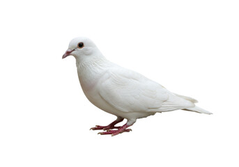 Obraz premium A pristine white dove perched against the stark void its feathers gleaming under unseen light