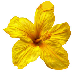 Yellow hibiscus flower tropical blossom floral bloom botanical Hawaiian summer petals nature isolated on a transparent background.