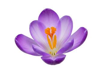 Fototapeta premium A single stunning purple crocus flower blooms against a stark black background