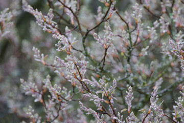 white flowers on the branches, flowering tree,  new shoots on the tree, young green leaves, fresh leaves, white flowering tree in spring
