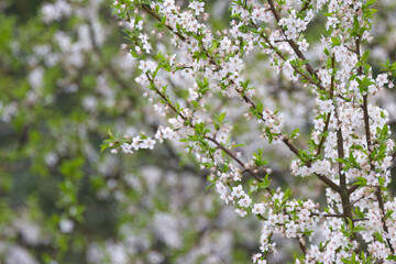 flowering tree, white flowers on the branches, new shoots on the tree, young green leaves, fresh leaves, white flowering tree in spring