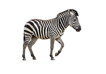 Fototapeta premium A zebra with black and white stripes walking on a plain white background in a studio setting view
