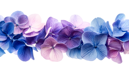 Hydrangea blooms in soft hues, floral border, cut out transparent