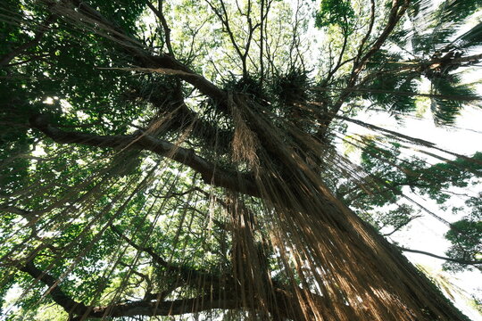 banyan tree