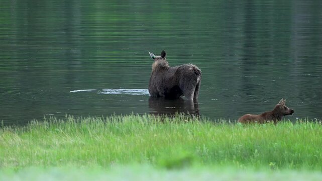 Mother and Calf Moose Graze in Sheep Lakes In Rocky Mountain National Park