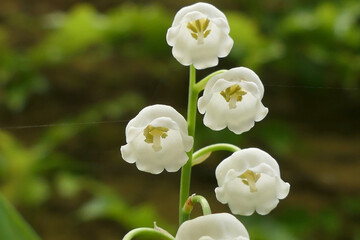 Close up of the bell shaped flowers of Lily of the Valley
