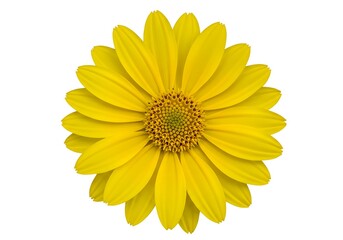 Fototapeta premium A vibrant yellow flower with a detailed center on a clean white background showing its beauty alone