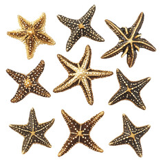 Collection of starfish, various colors and patterns